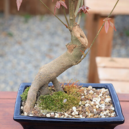 Üç Dişli Akçaağaç Kaede Bonsai - No.858