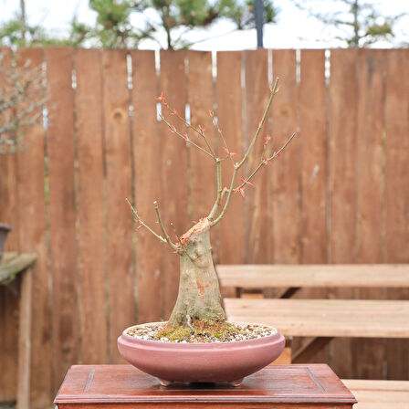 Üç Dişli Akçaağaç Kaede Bonsai - No.857