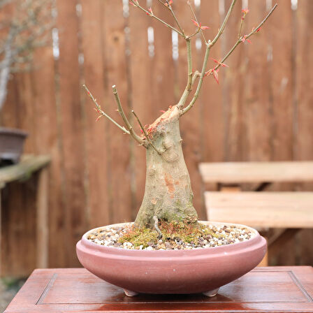 Üç Dişli Akçaağaç Kaede Bonsai - No.857