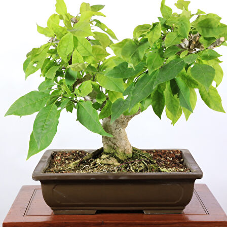 Begonvil Bonsai - No.904