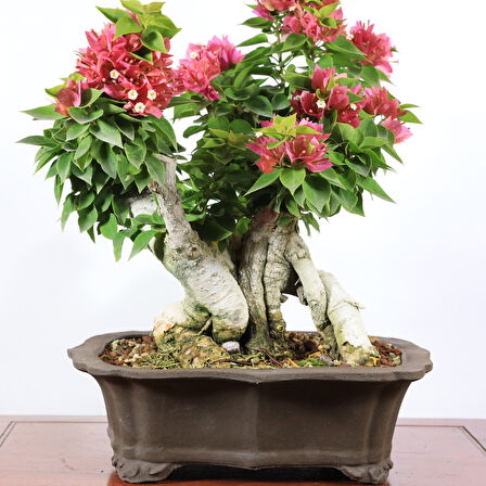 Begonvil 'Pixie' Bonsai - No.886