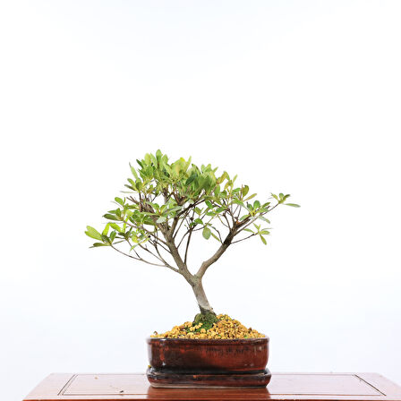 Satsuki Açelya Bonsai - No.880