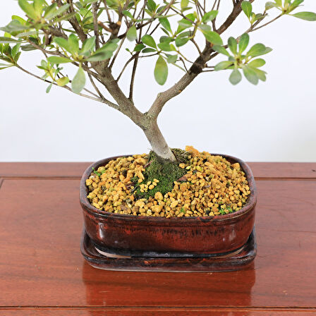 Satsuki Açelya Bonsai - No.880