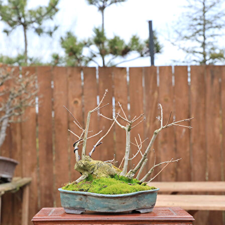 Ova Akçaağaç Acer campestre Bonsai - No.850