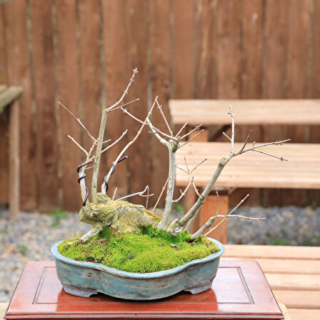 Ova Akçaağaç Acer campestre Bonsai - No.850