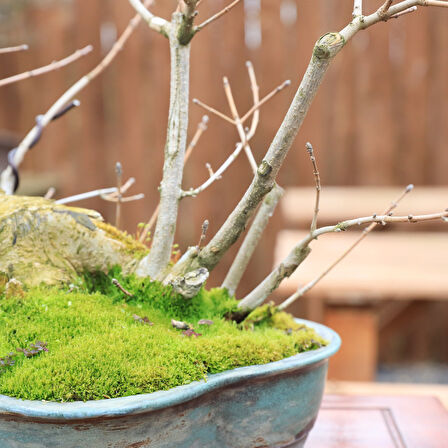 Ova Akçaağaç Acer campestre Bonsai - No.850