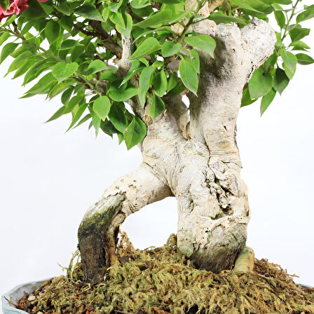 Begonvil 'Pixie' Bonsai - No.890