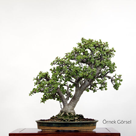 Yeşim Ağacı - Afra Bonsai Başlangıç Kiti No.06