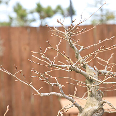 Gürgen Bonsai (Carpinus betulus) - No.864