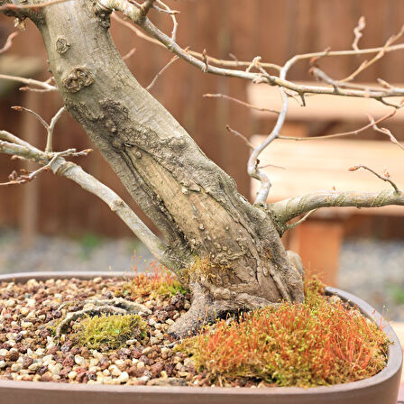 Gürgen Bonsai (Carpinus betulus) - No.864