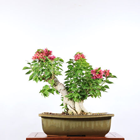 Begonvil 'Pixie' Bonsai - No.901