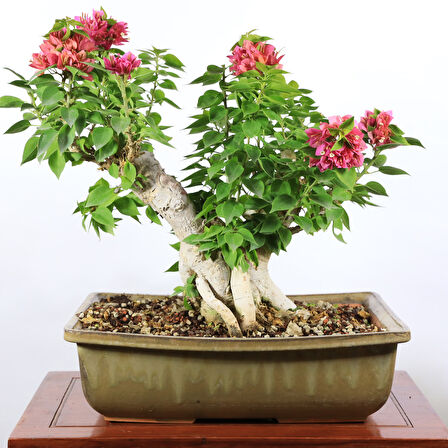 Begonvil 'Pixie' Bonsai - No.901