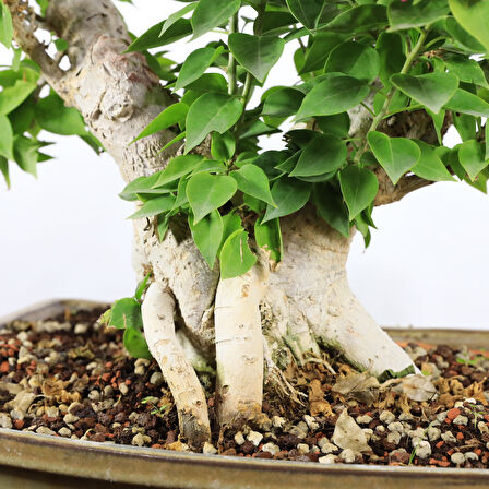 Begonvil 'Pixie' Bonsai - No.901