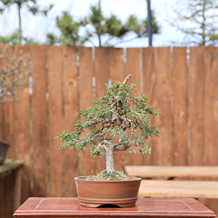 Shimpaku Ardıç Bonsai -  No.839