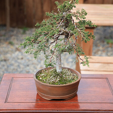 Shimpaku Ardıç Bonsai -  No.839