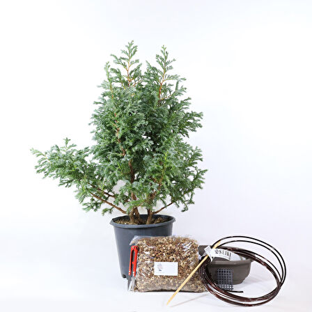 Boulevard Servi Bonsai Başlangıç Kiti - No.5