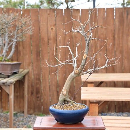 Kayın Ağacı Bonsai (Fagus sylvatica) - No.859