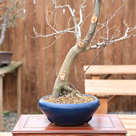 Kayın Ağacı Bonsai (Fagus sylvatica) - No.859