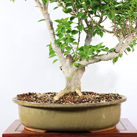 Begonvil 'Pixie' Bonsai - No.902