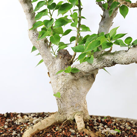 Begonvil 'Pixie' Bonsai - No.902