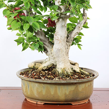 Begonvil 'Pixie' Bonsai - No.887