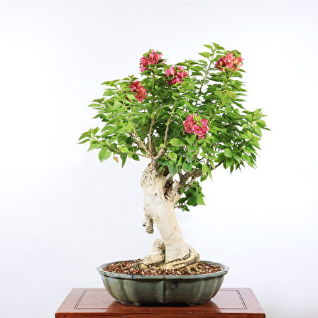 Begonvil 'Pixie' Bonsai - No.892