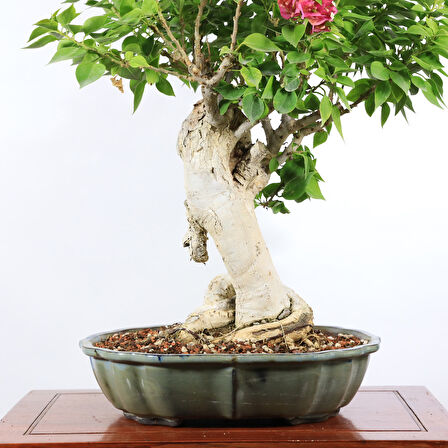 Begonvil 'Pixie' Bonsai - No.892