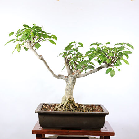 Begonvil Bonsai - No.905