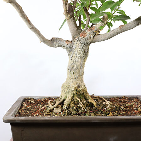 Begonvil Bonsai - No.905