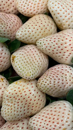 Tüplü Beyaz Çilek Fidanı (Fragaria) - 1-2 Yaşında, Kolay Yetişen ve Nadir