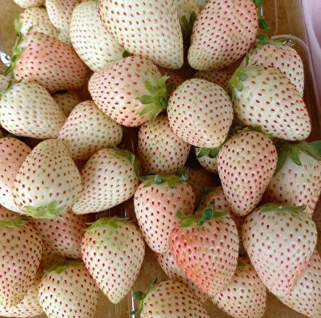 Tüplü Beyaz Çilek Fidanı (Fragaria) - 1-2 Yaşında, Kolay Yetişen ve Nadir