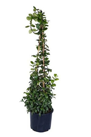 Arap Yasemini 1. Sınıf 100 Cm - 120 Cm