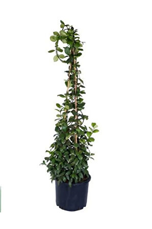 Arap Yasemini 1. Sınıf 100 Cm - 120 Cm