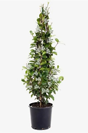 Arap Yasemini 1. Sınıf 100 Cm - 120 Cm
