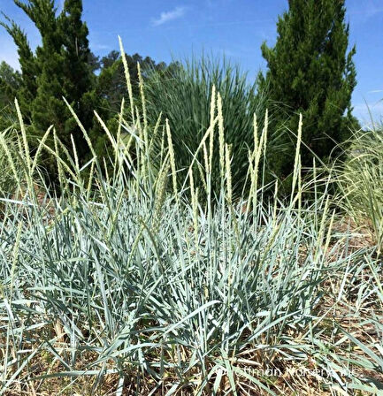 Leymus Arenarius Blue Kum Otu Fidanı 1-2 Yaş Arası Tüplü