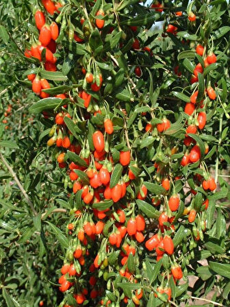 "3 Adet 2 Yaşında Gojiberry (Lycium barbarum) Fidanı - Bahçeniz İçin Besleyici ve Dayanıklı"