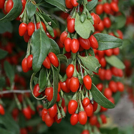 "3 Adet 2 Yaşında Gojiberry (Lycium barbarum) Fidanı - Bahçeniz İçin Besleyici ve Dayanıklı"