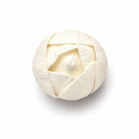 Beyaz Kokulu Kafa Lale 4,5 cm - 50 Adet
