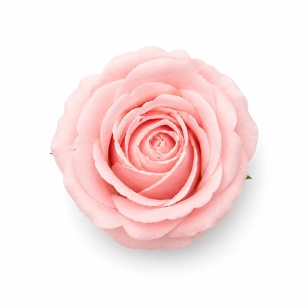 Pembe Kokulu İthal Kafa Gül 4,5 cm - 50 Adet