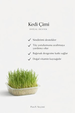 Doğal Fileli Kedi Çimi Seti ve Avokado Catnip Kedi Nanesi Oyuncağı Kedi Otu 2si 1 Arada