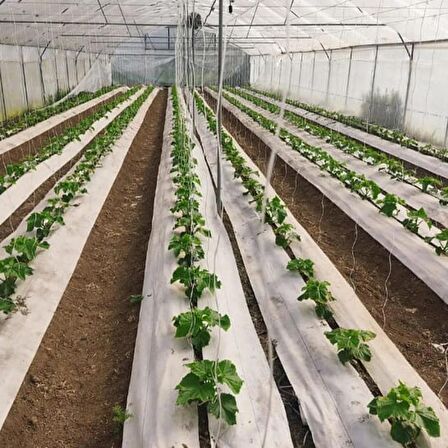 1,5x80 m BEYAZ SULZER KUMAŞ SERA TABAN ÖRTÜSÜ JÜT BLUEBERRY PEYZAJ UYGULAMA ÖRTÜSÜ MULCH NAYLONU ÇİLEK MALÇ