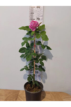 Yediveren Isbarta gülü (Şam gülü, Damask rose, Reçellik gülü)