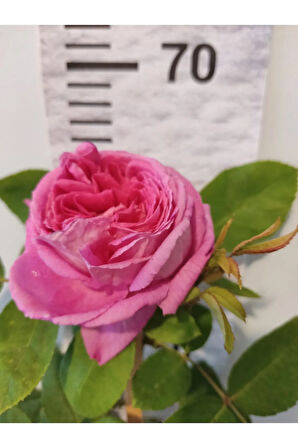 Yediveren Isbarta gülü (Şam gülü, Damask rose, Reçellik gülü)