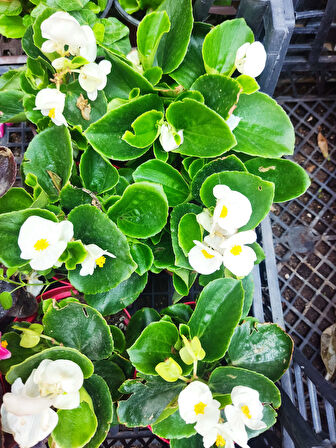 3 adet Dış mekan Çiçekli bodur Begonya (Begonia Cucullata)