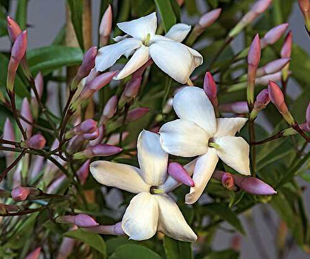 Jasminum polyanthum - Hoş Kokulu ve Gösterişli Çiçekli Bitki (Şam yasemini DEĞİL)