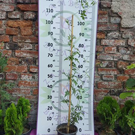 Jasminum polyanthum - Hoş Kokulu ve Gösterişli Çiçekli Bitki (Şam yasemini DEĞİL)