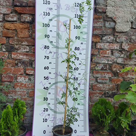 Jasminum polyanthum - Hoş Kokulu ve Gösterişli Çiçekli Bitki (Şam yasemini DEĞİL)