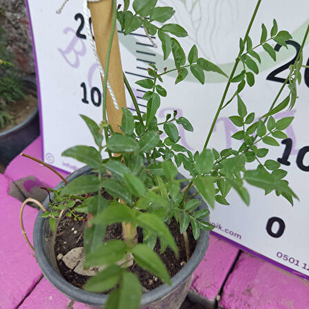 Jasminum polyanthum - Hoş Kokulu ve Gösterişli Çiçekli Bitki (Şam yasemini DEĞİL)