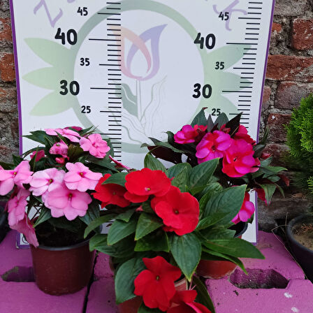 3 Adet Yenigene (Impatiens Hawkeri - New Guinea Impatiens) - Canlı ve Renkli Yarı Gölgeli Çiçek