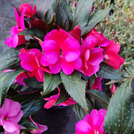 3 Adet Yenigene (Impatiens Hawkeri - New Guinea Impatiens) - Canlı ve Renkli Yarı Gölgeli Çiçek